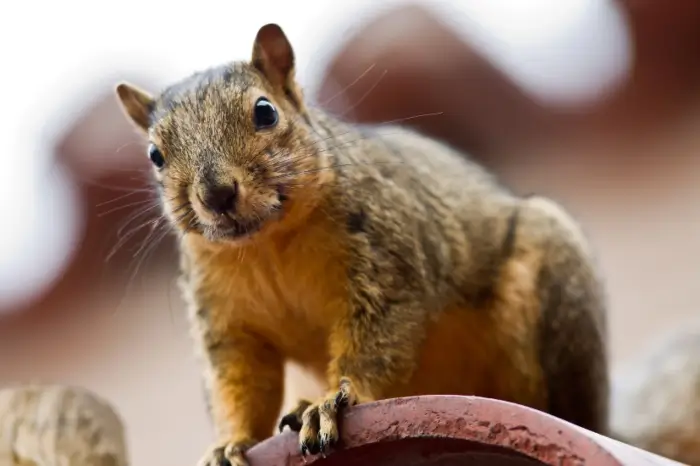 A squirrel on a roof of a home in Alabama or the Florida Panhandle. 