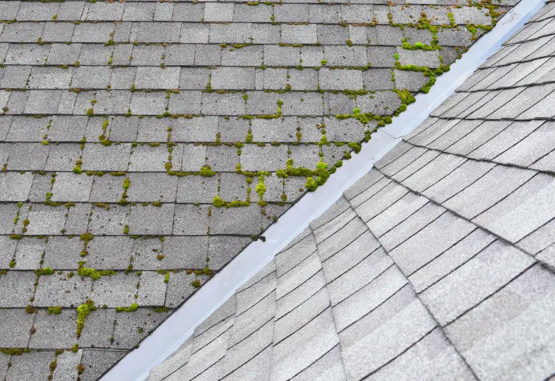 Moss on a roof in Alabama or the Florida Panhandle